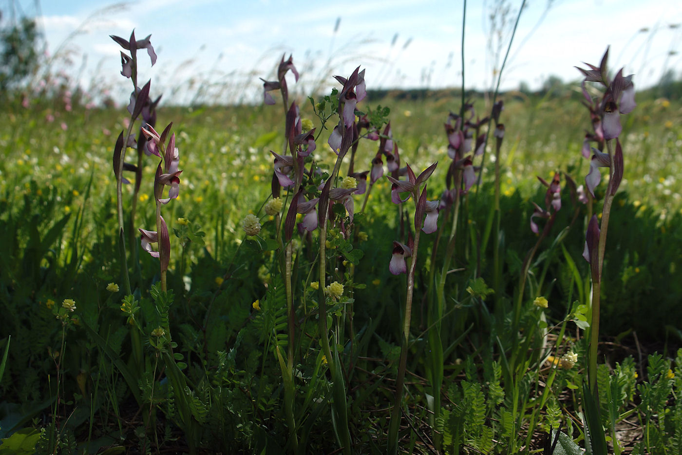 Orchidee a Sibolla: aiuto per la determinazione